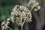 Stiff cowbane